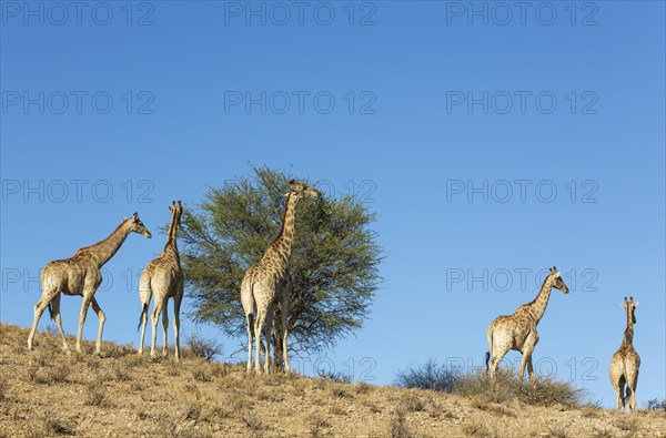 Southern Giraffes