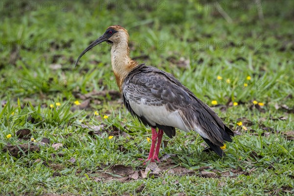 Buff-necked ibis