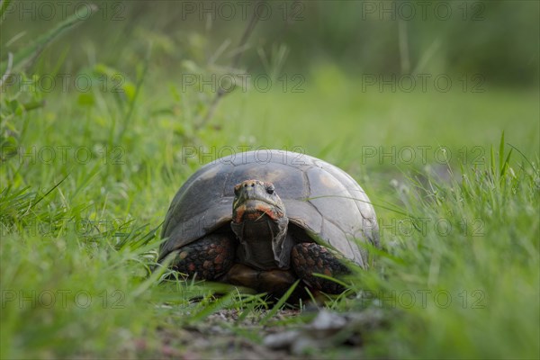 Red-footed tortoise