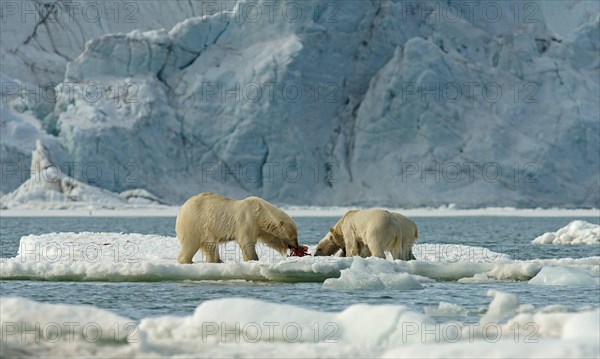 Polar bears