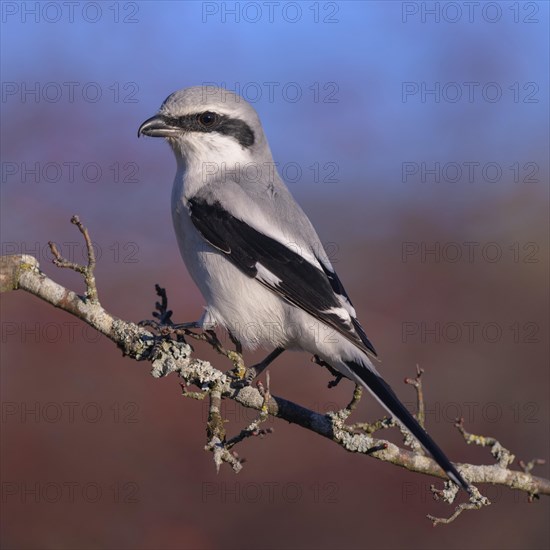 Great Grey Shrike