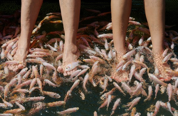 Many fishes cleaning feet