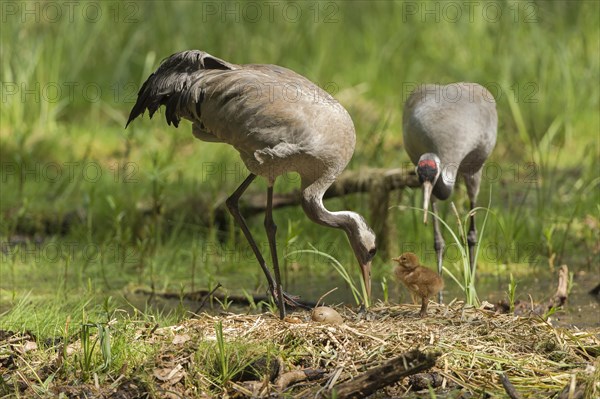 Common or Eurasian cranes