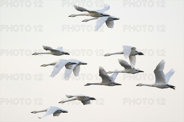 Bewick's swans