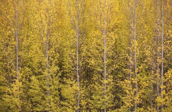 Yellow aspens