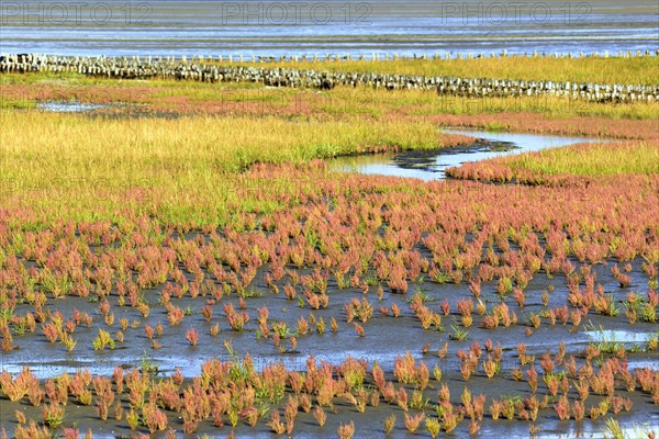 Glasswort