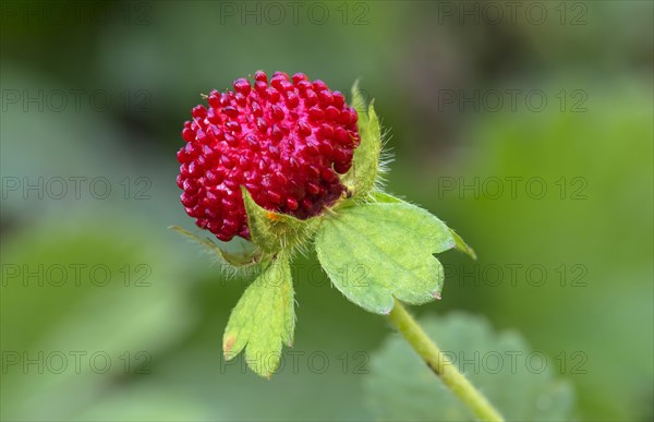 Fruit of Wild Strawberry