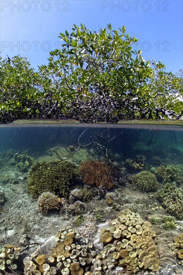 On top Red Mangrove