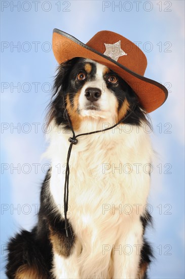 Australian Shepherd