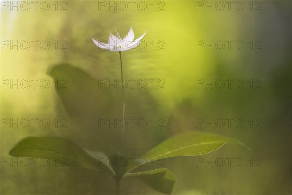 Arctic starflower