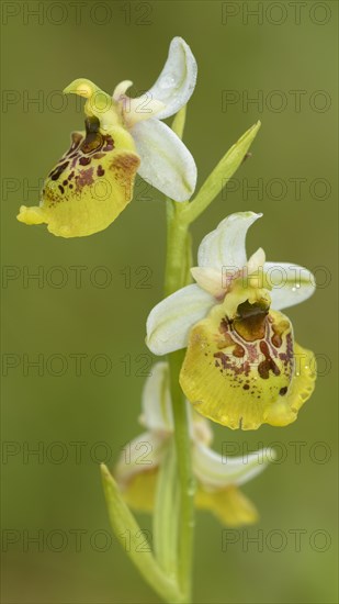 Late spider orchid