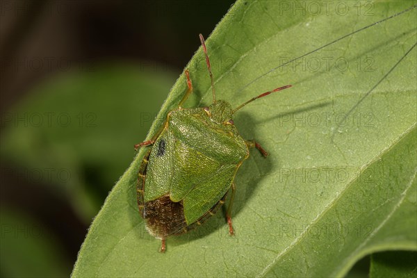 Green shield bug