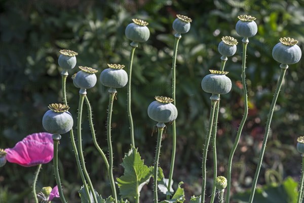 Seed vessels of opium poppy