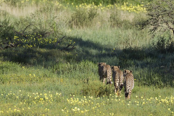 Cheetah