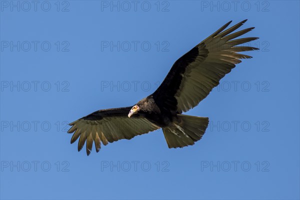 Lesser yellow-headed vulture