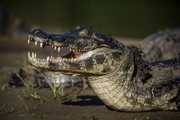 Yacare Caiman