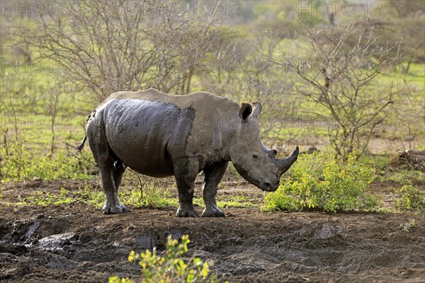 White rhinoceros