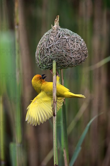 Eastern Golden Weaver