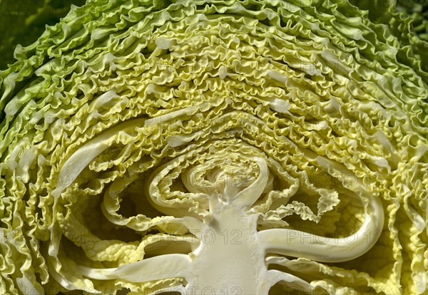 Halved savoy cabbage