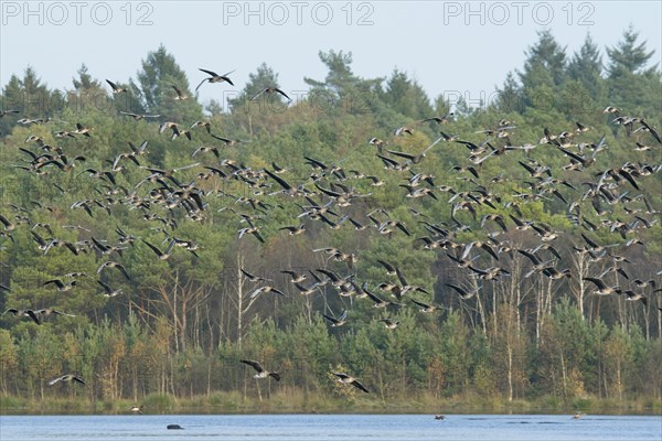 Greater white-fronted geese