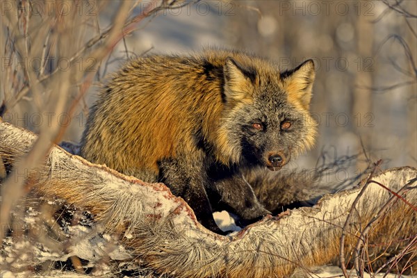 Crossfuchs