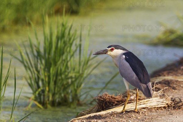 Black-crowned Night Heron