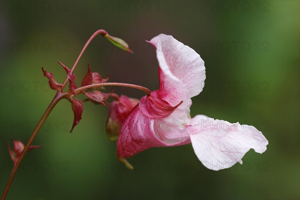 Himalayan balsam