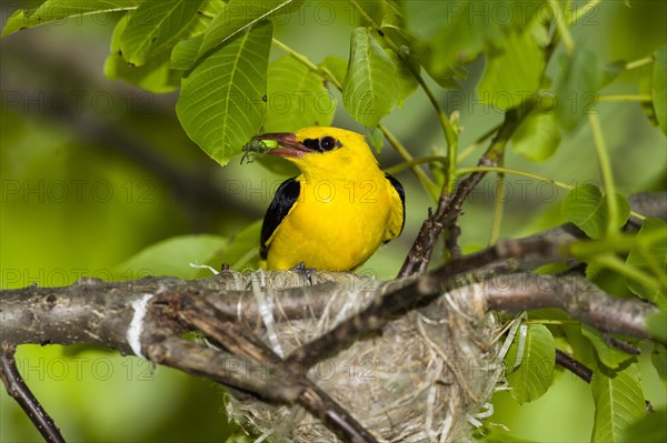 Eurasian Golden Oriole