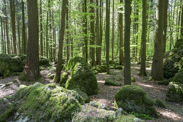 Druid's Grove
