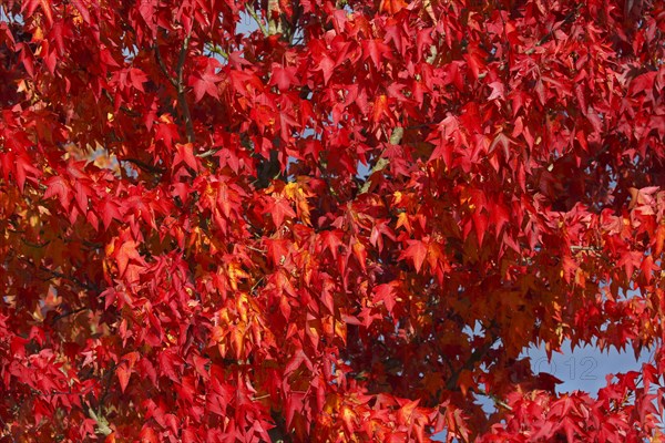 American sweetgum in autumn colors