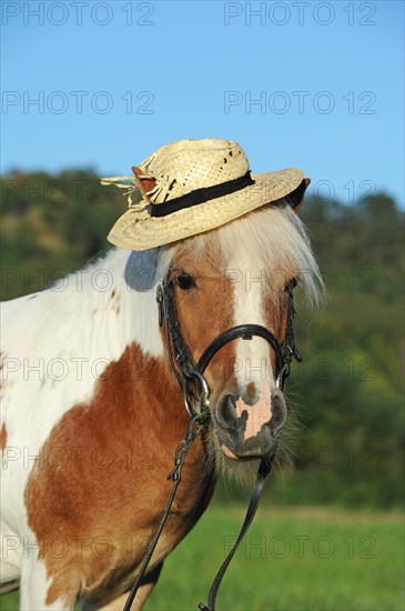 Iceland pony