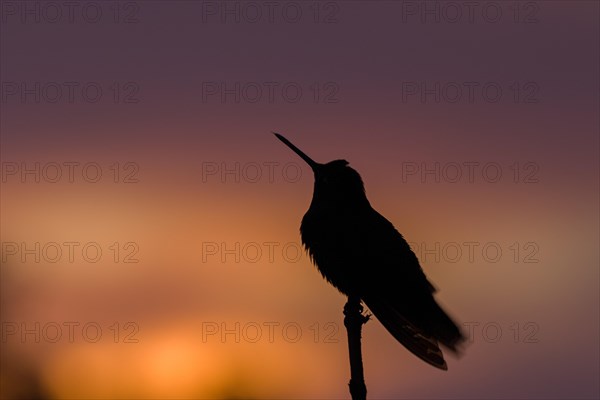 Rufous-tailed hummingbird