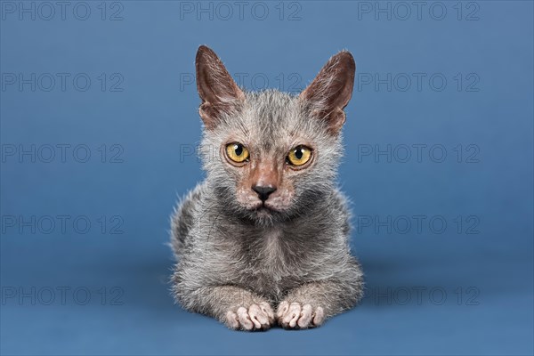 Werewolf Cat or Lykoi Cat