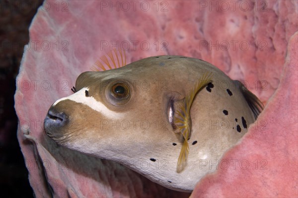 Blackspotted puffer