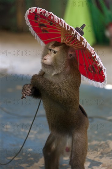 Northern pig-tailed macaque