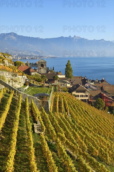 Vineyards in autumn