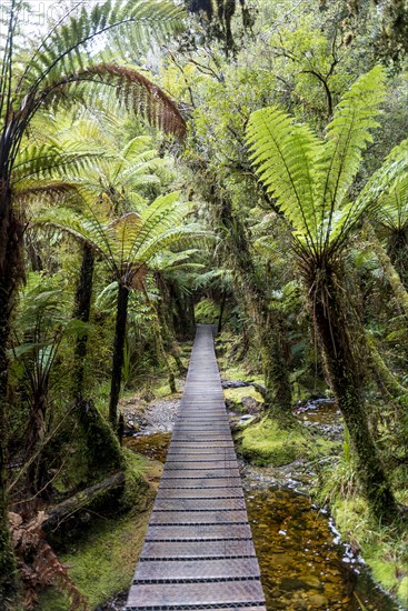 Way through the rainforest on Lake Matheson