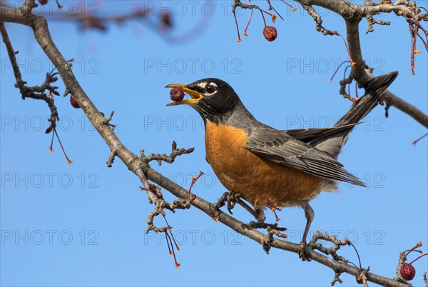 Male American robin