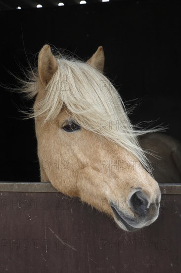 Iceland horse