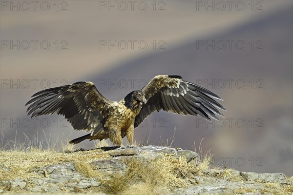 Young bearded vulture