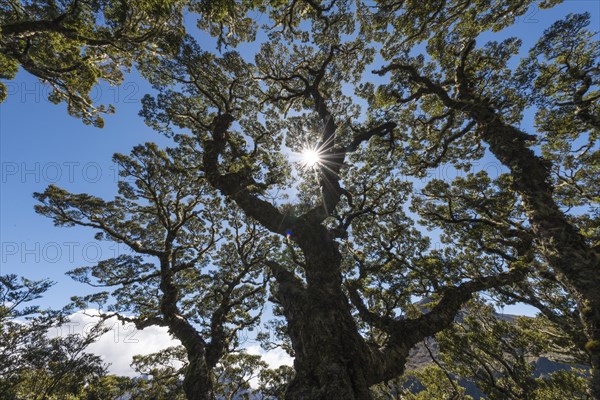 Sun shining through canopy