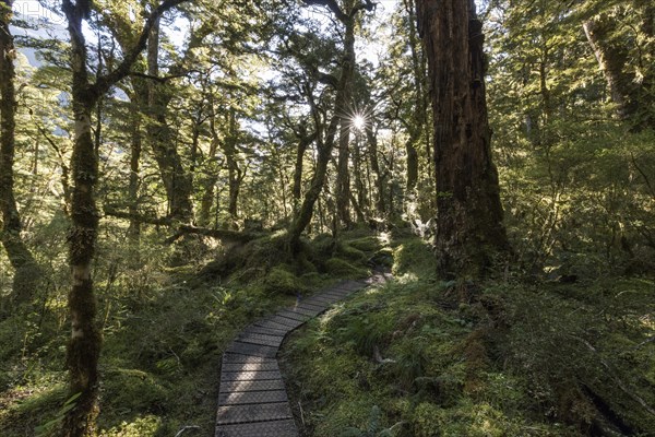 Footpath through forest