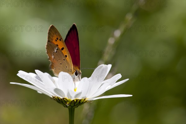 Scarce Copper