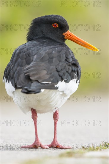 Eurasian oystercatcher