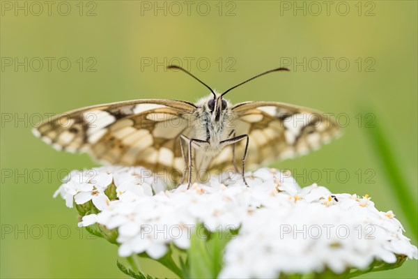 Marbled white