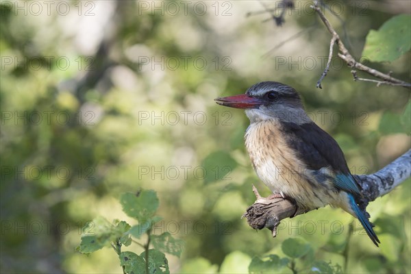 Brownhooded kingfisher