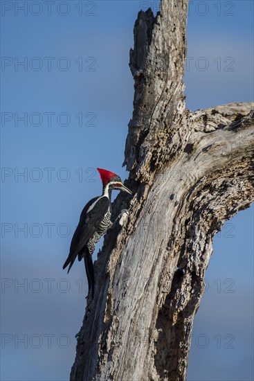 Lineated woodpecker