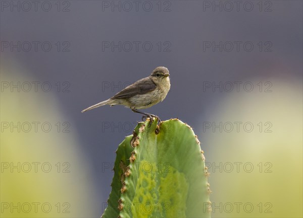 Canary Islands Chiffchaff