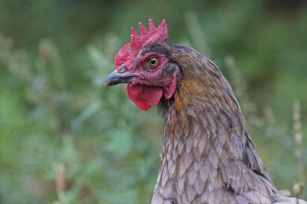Domestic chicken