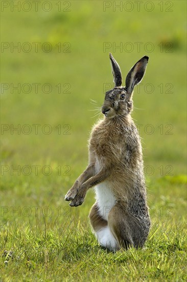 Upright sitting European hare